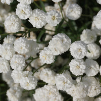 Achillée The Pearl  - Achillea ptarmica the pearl - Bakker