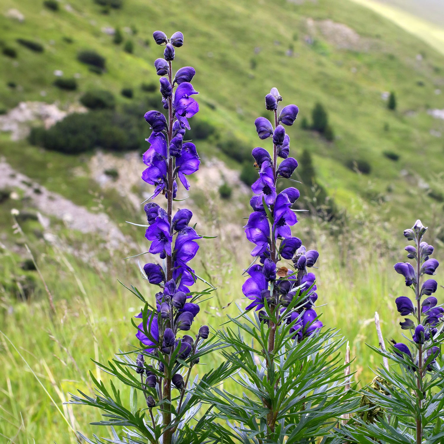 Aconitum napellus - Aconit napel