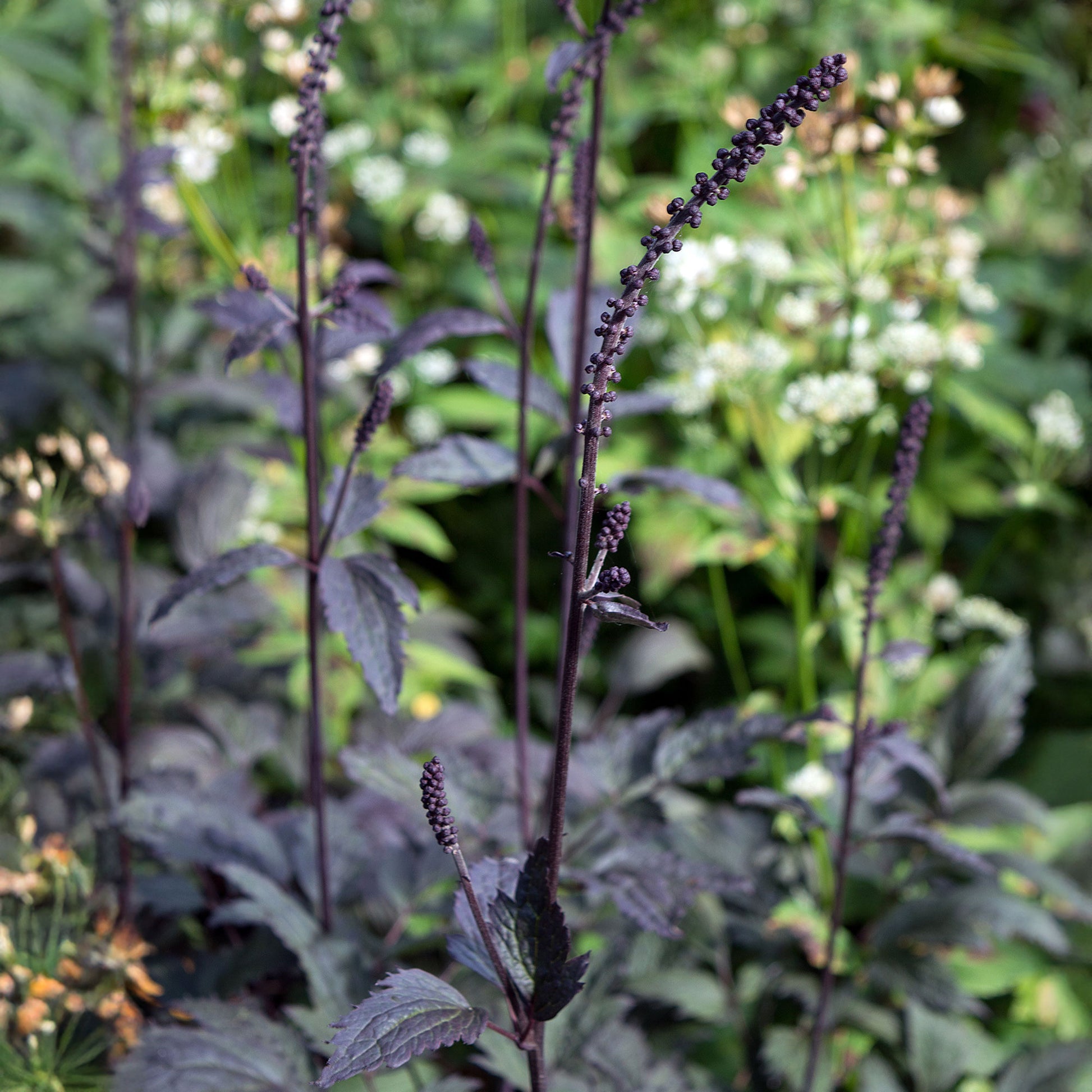 Actaea simplex Brunette - Cierge d'argent Brunette - Cierge d'argent