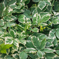 Herbe aux goutteux panachée - Bakker