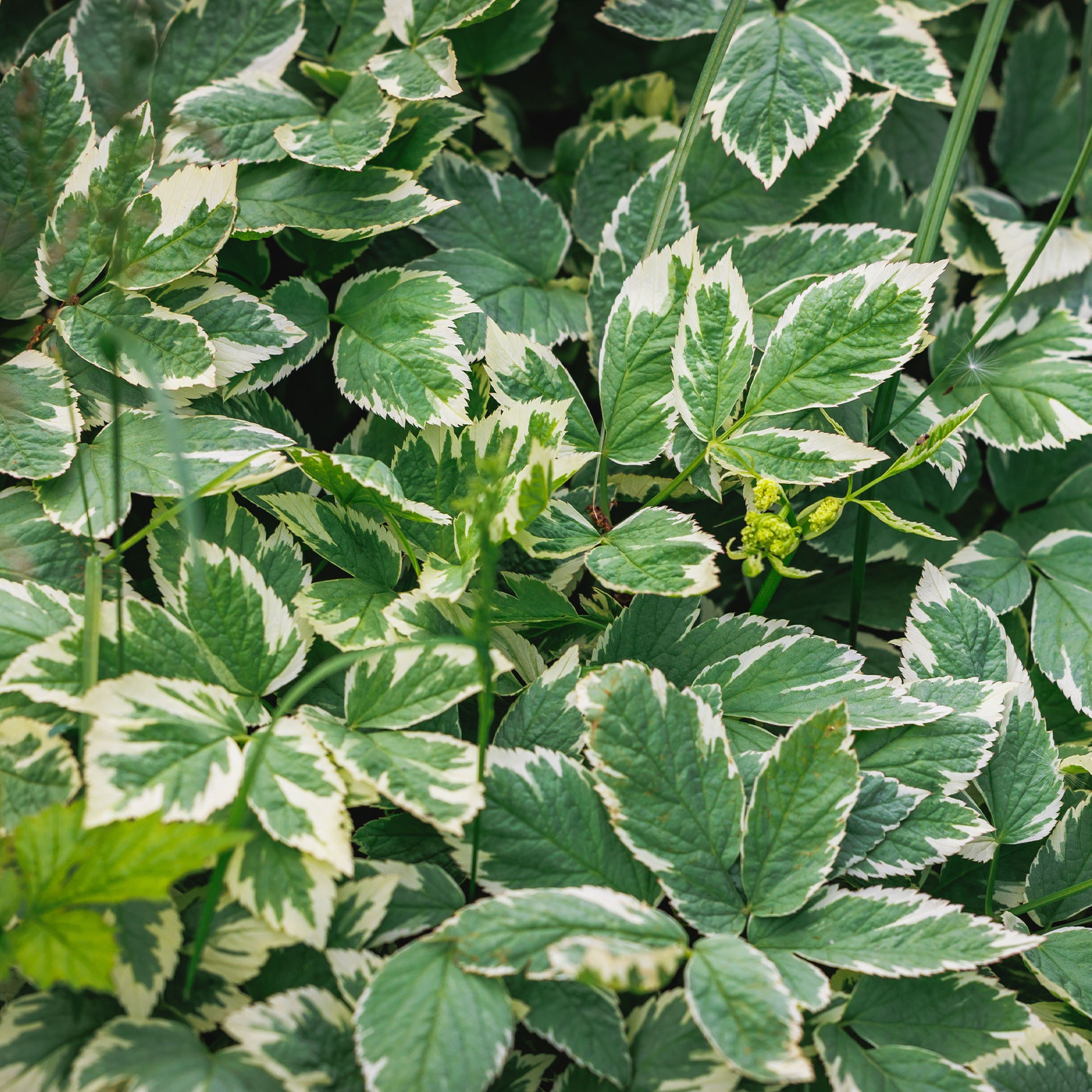 Herbe aux goutteux panachée - Bakker