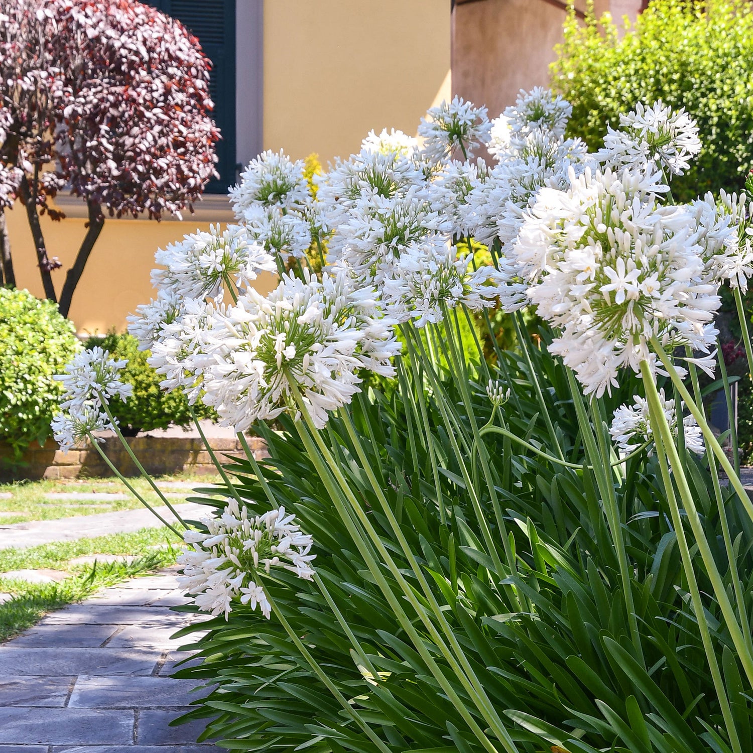 Agapanthus africanus - Agapanthe d'Afrique