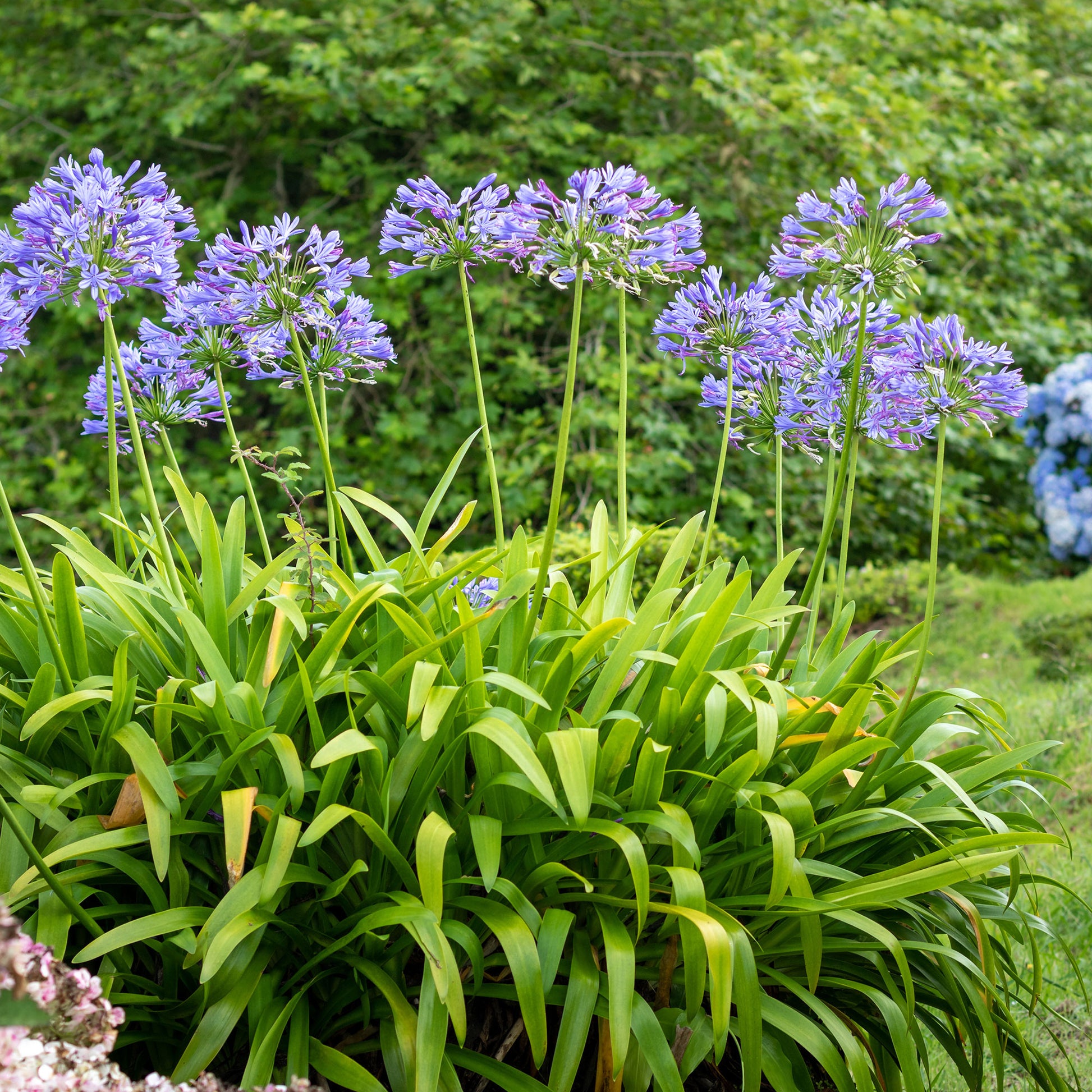 Agapanthes - Agapanthe - Agapanthus africanus