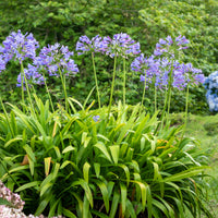 Agapanthe