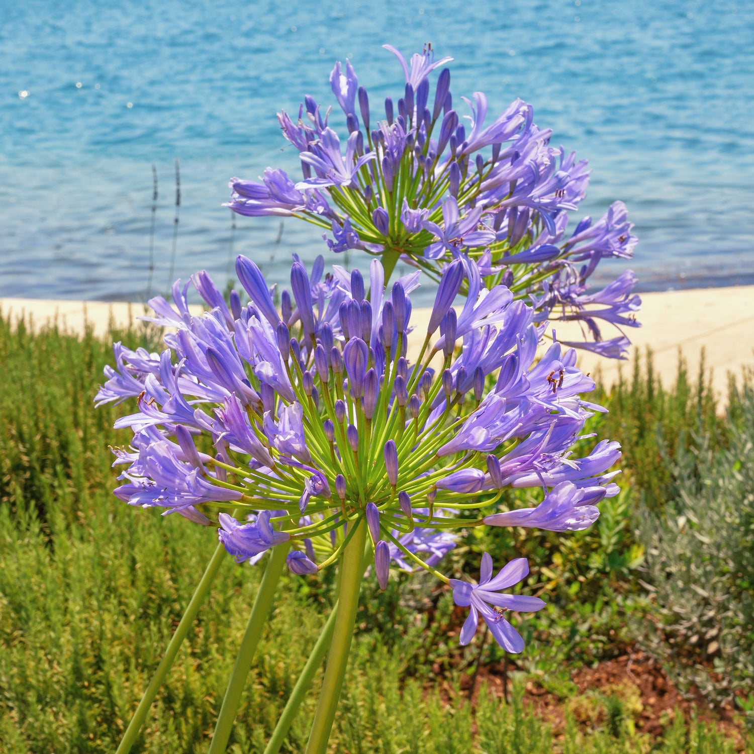 Agapanthes