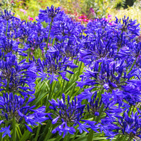 Agapanthe Navy Blue - Bakker