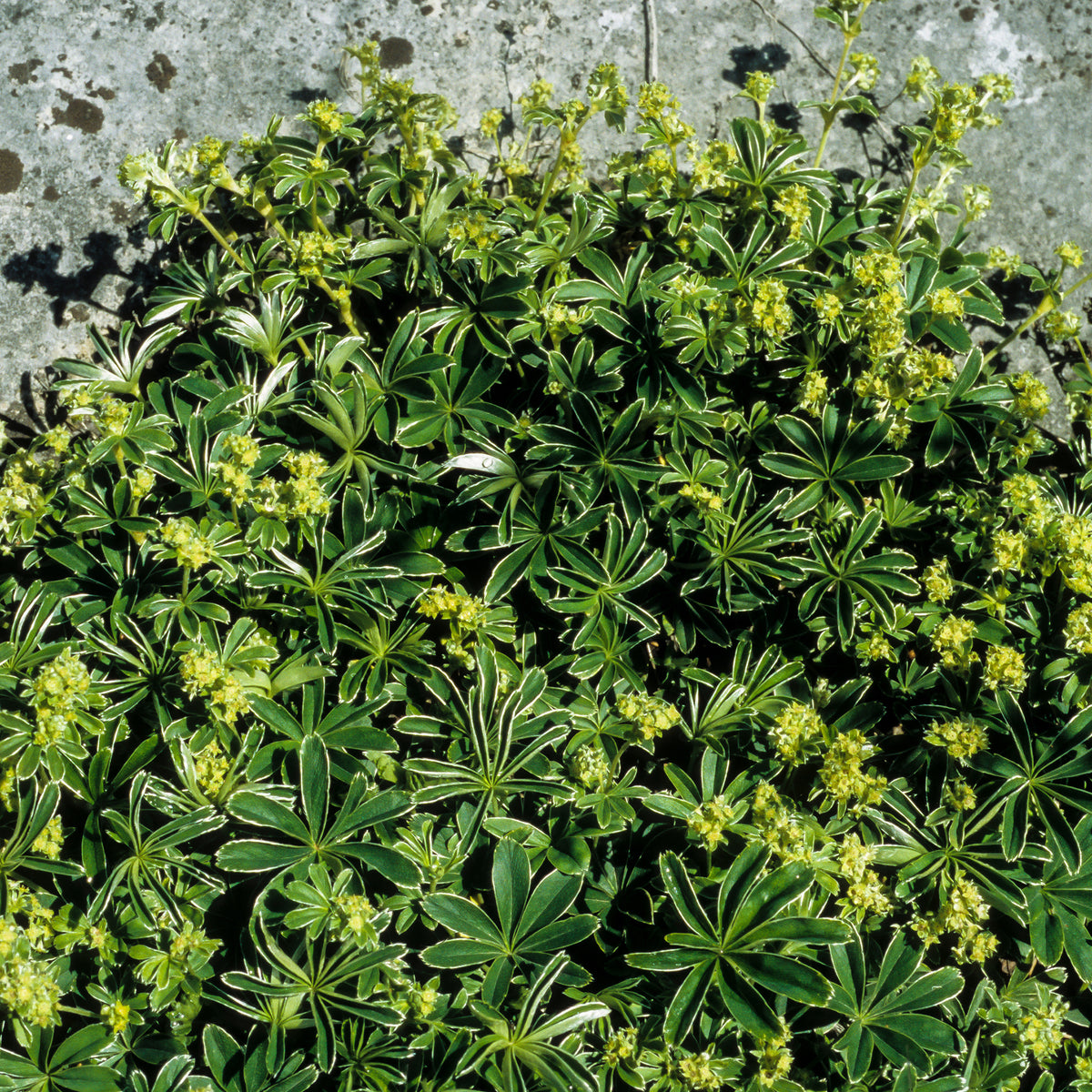 Vente Alchémille des Alpes - Alchemilla alpina