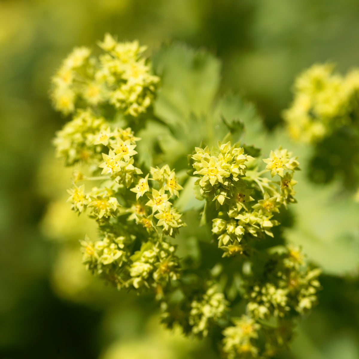 Alchemille epipsila - Bakker
