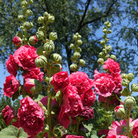 3 Roses trémière double Rose - Alcea rosea chaters double group pink - Bakker