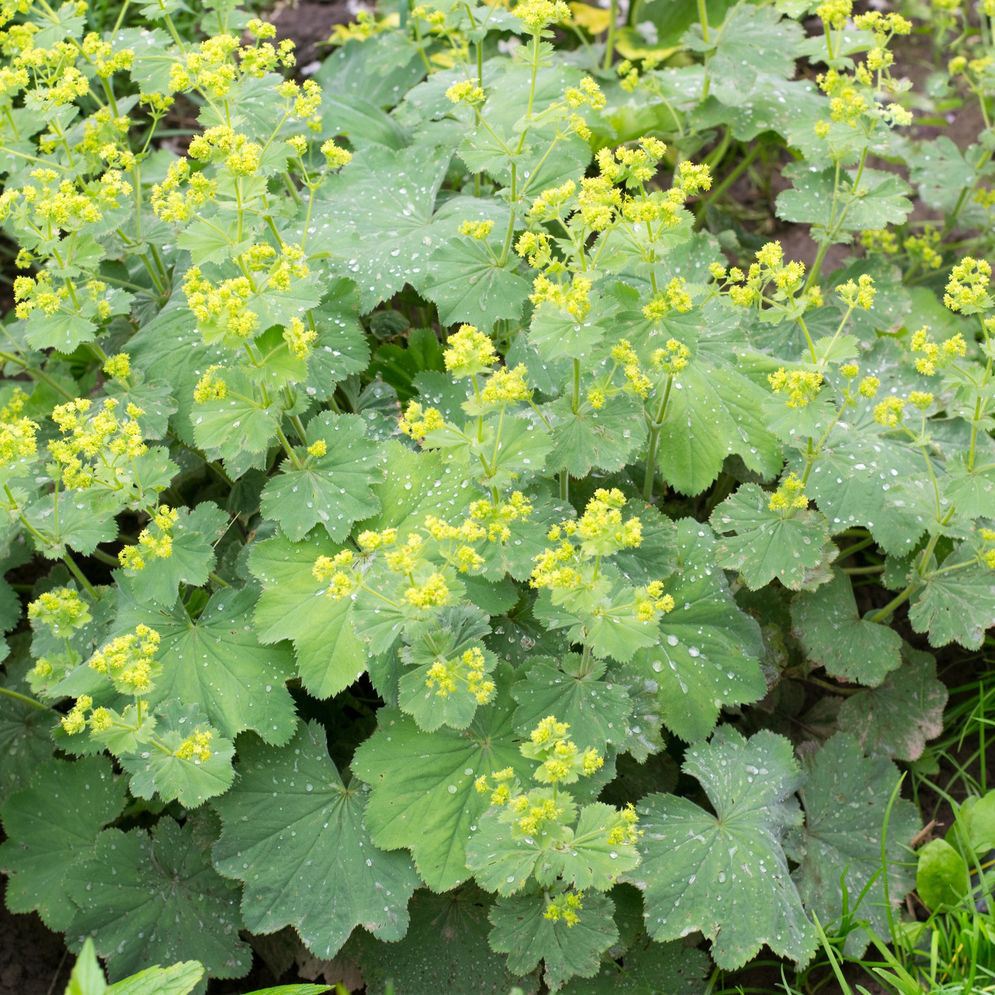 Alchemilla vulgaris - Alchemille vulgaris - Plantes vivaces