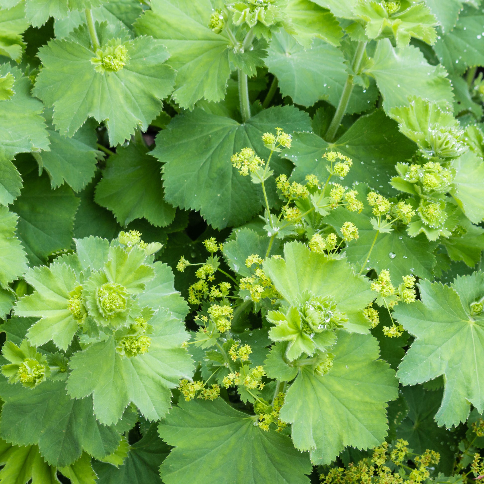 Plantes vivaces - Alchemille vulgaris - Alchemilla vulgaris