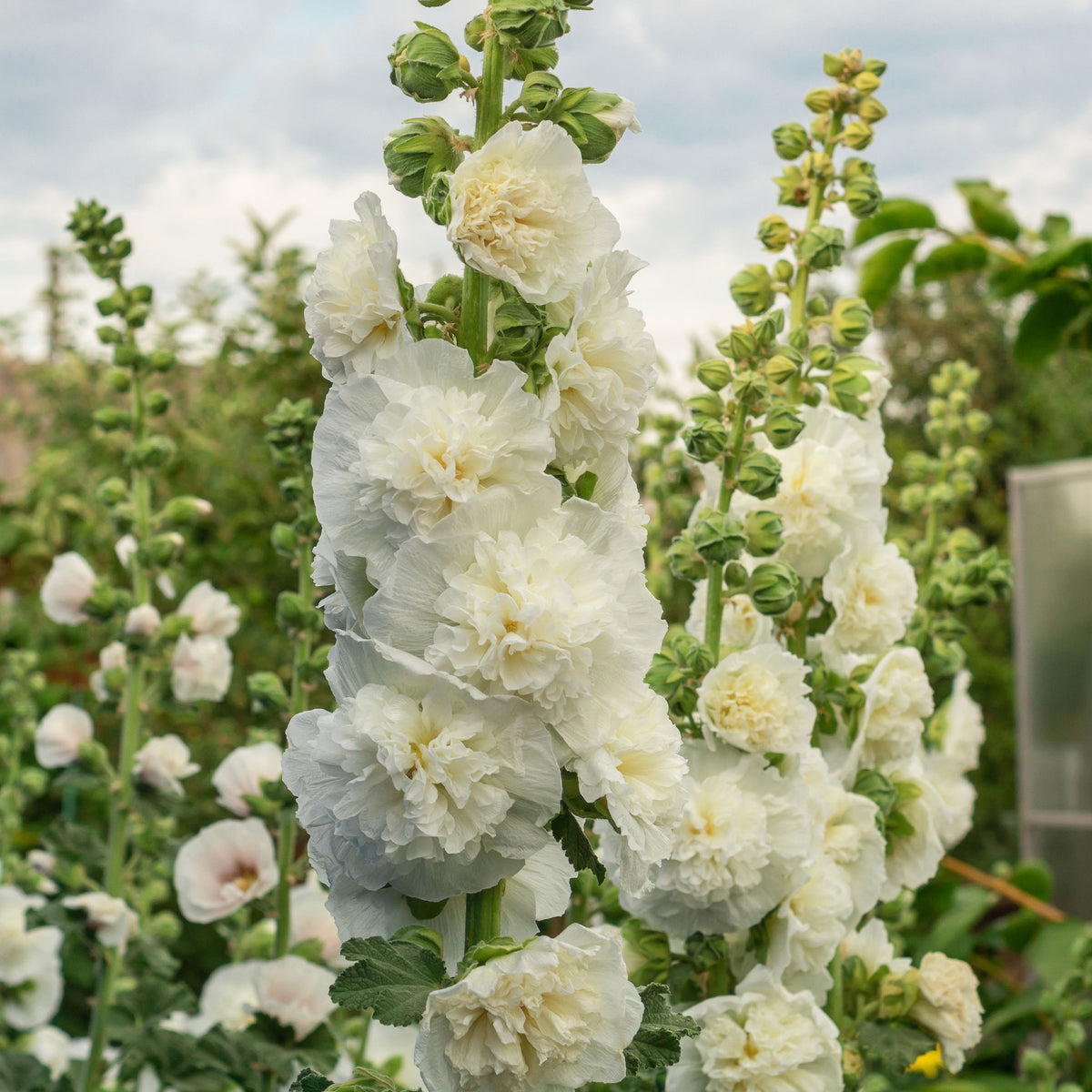 Rose trémière double Blanche - Bakker