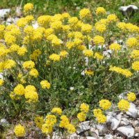 3 Passerages des montagnes Berggold - Alyssum montanum Berggold - Bakker