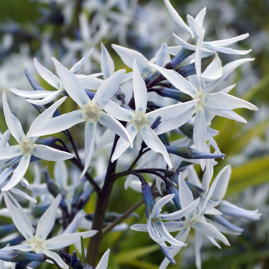 Amsonie hubrichtii - Bakker