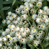 Immortelle de l'Himalaya Sommerschnee - Anaphalis triplinervis Sommerschnee - Bakker