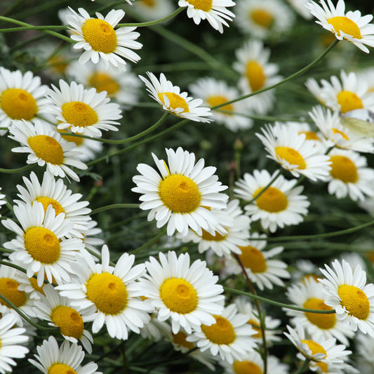 Camomille des teinturiers Sauce Hollandaise - Bakker
