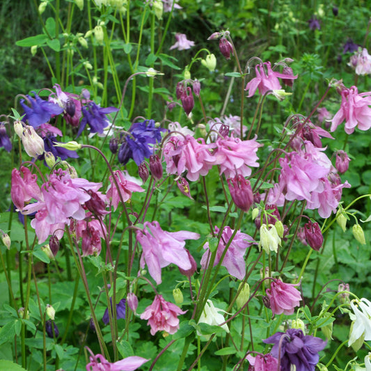 Ancolie des jardins Heidi - Bakker