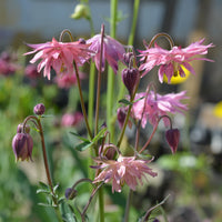 Ancolie commune Barlow Rose - Aquilegia vulgaris Rose Barlow - Bakker