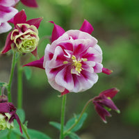 Ancolie à fleurs doubles Winky Red White - Aquilegia winky double red-white  ( winky series ) - Bakker