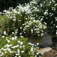 Iberis sempervirens 'weisser zwerg' - Corbeille d'argent - Ibéris