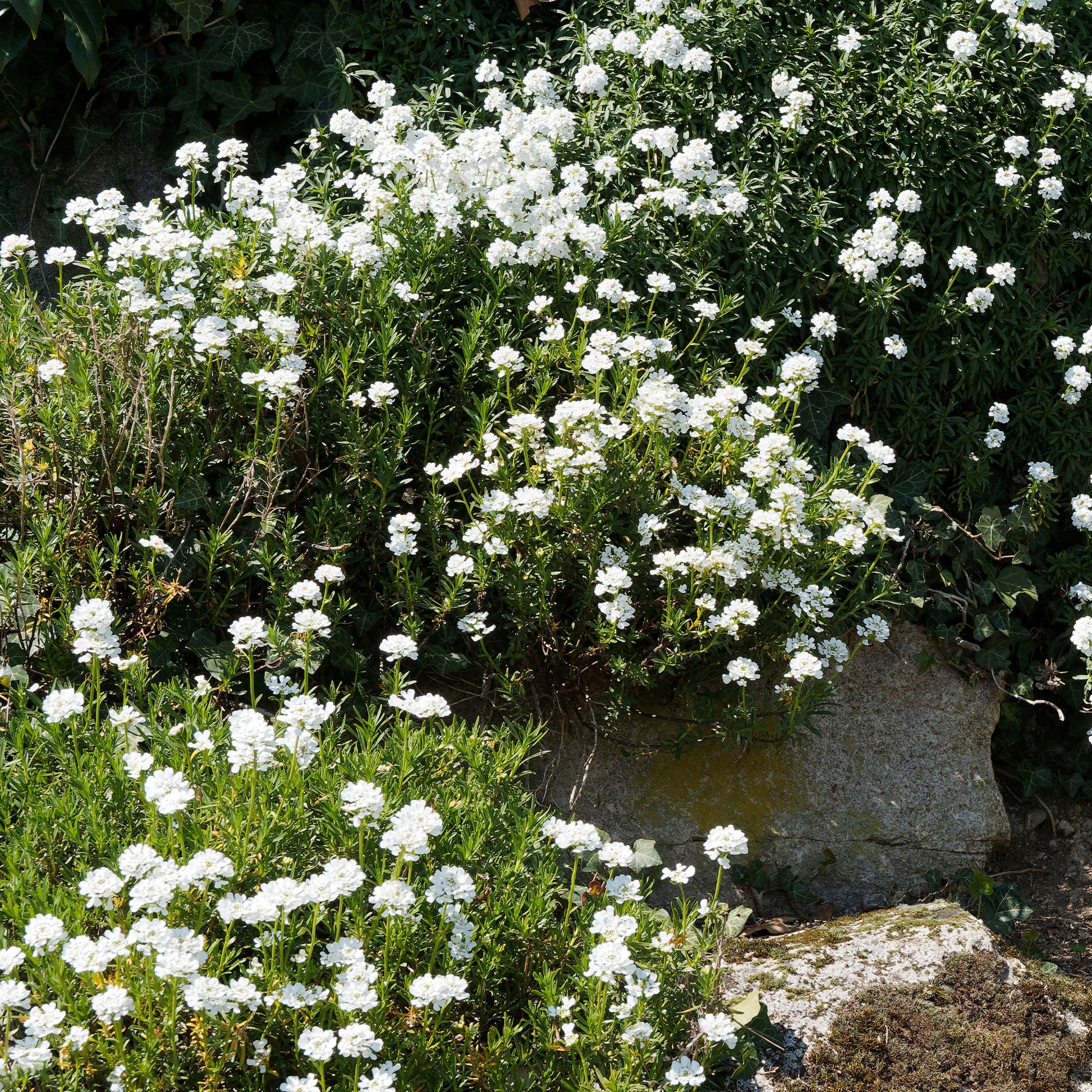 Iberis sempervirens 'weisser zwerg' - Corbeille d'argent - Ibéris