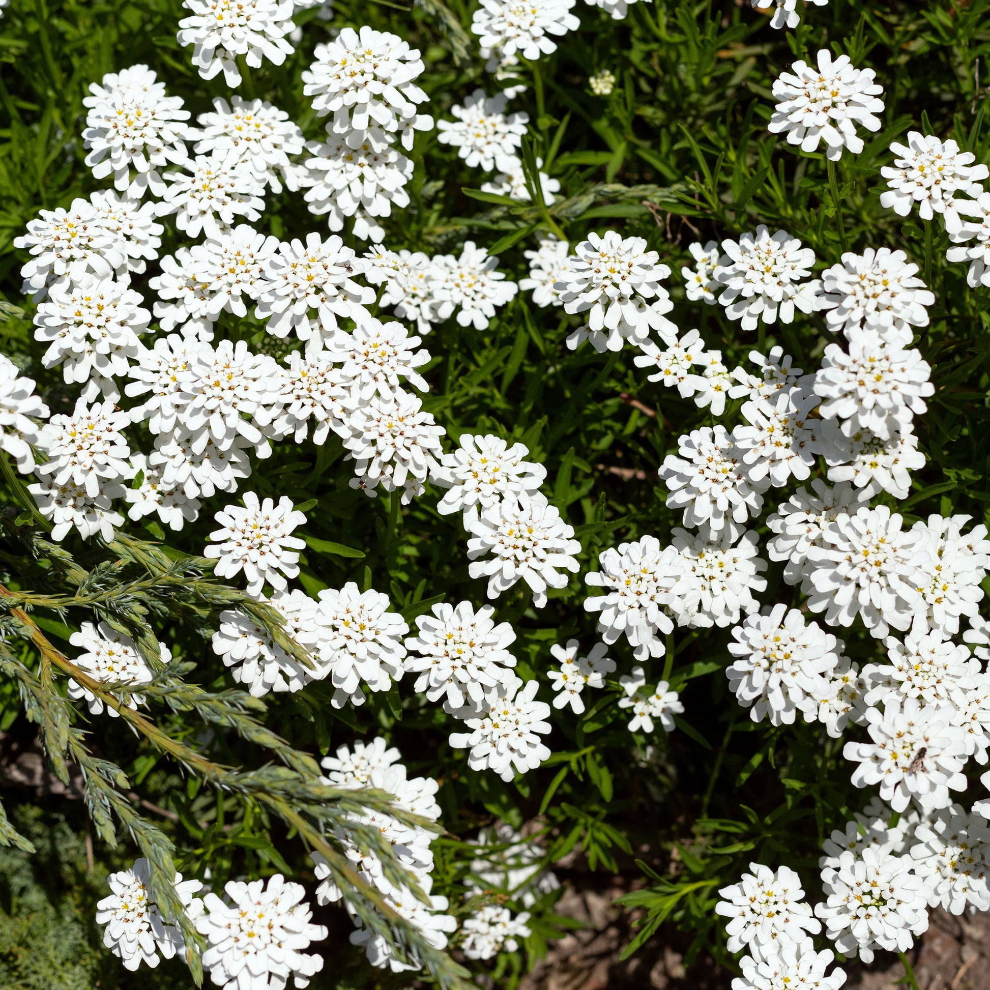 Corbeille d'argent - Bakker