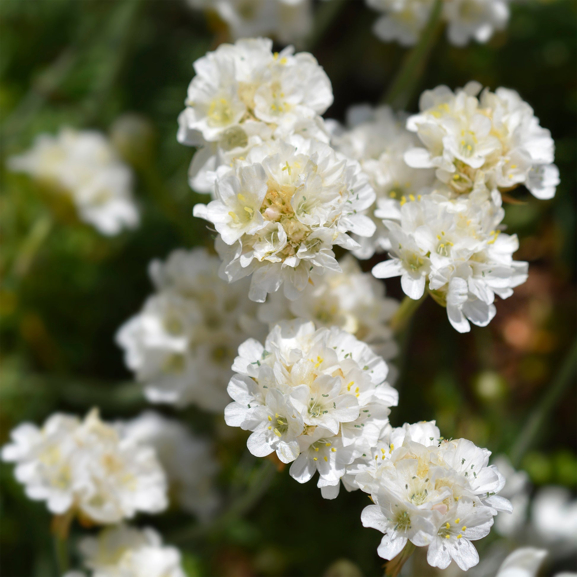 Plantes vivaces - Gazon d'Espagne blanc - Armeria maritima alba