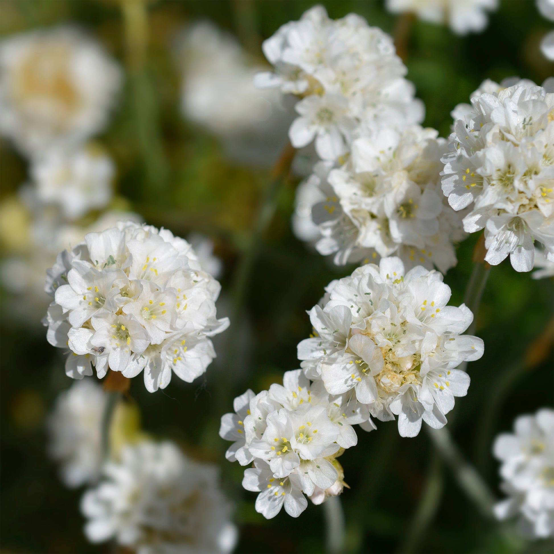 Vente Gazon d'Espagne blanc - Armeria maritima alba