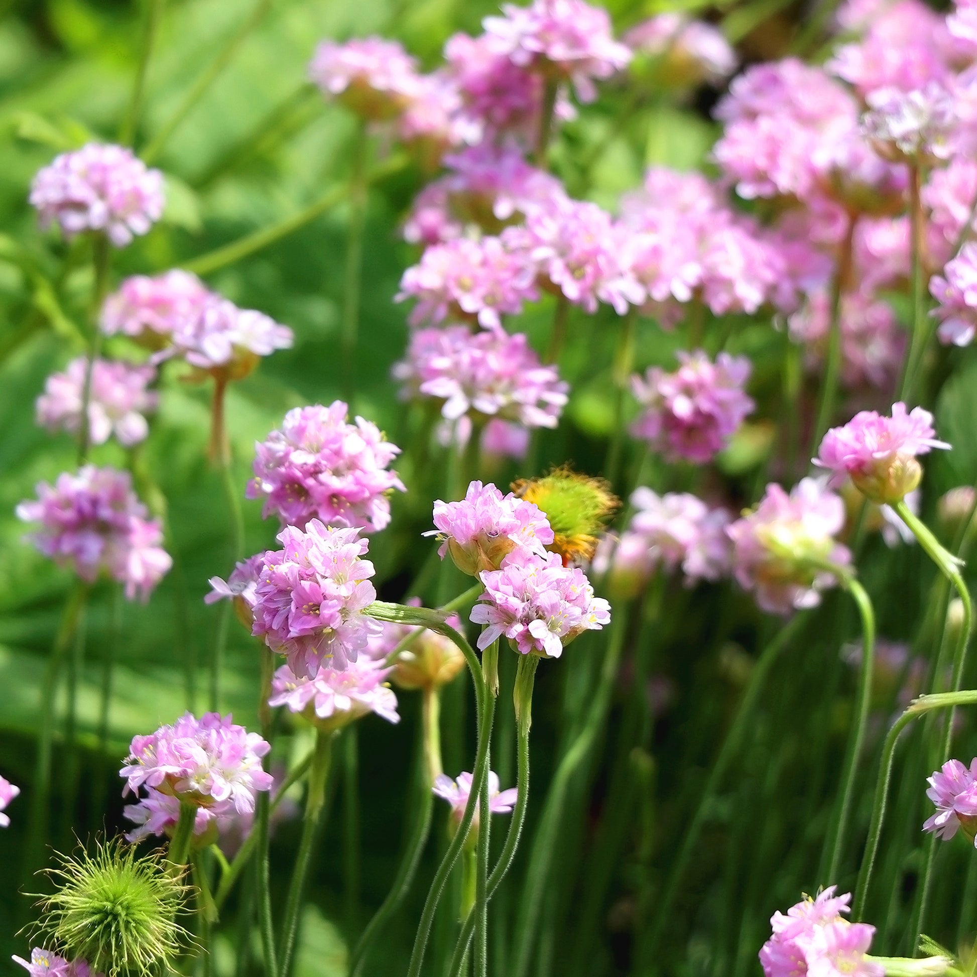 Gazon d'Espagne rose - Bakker