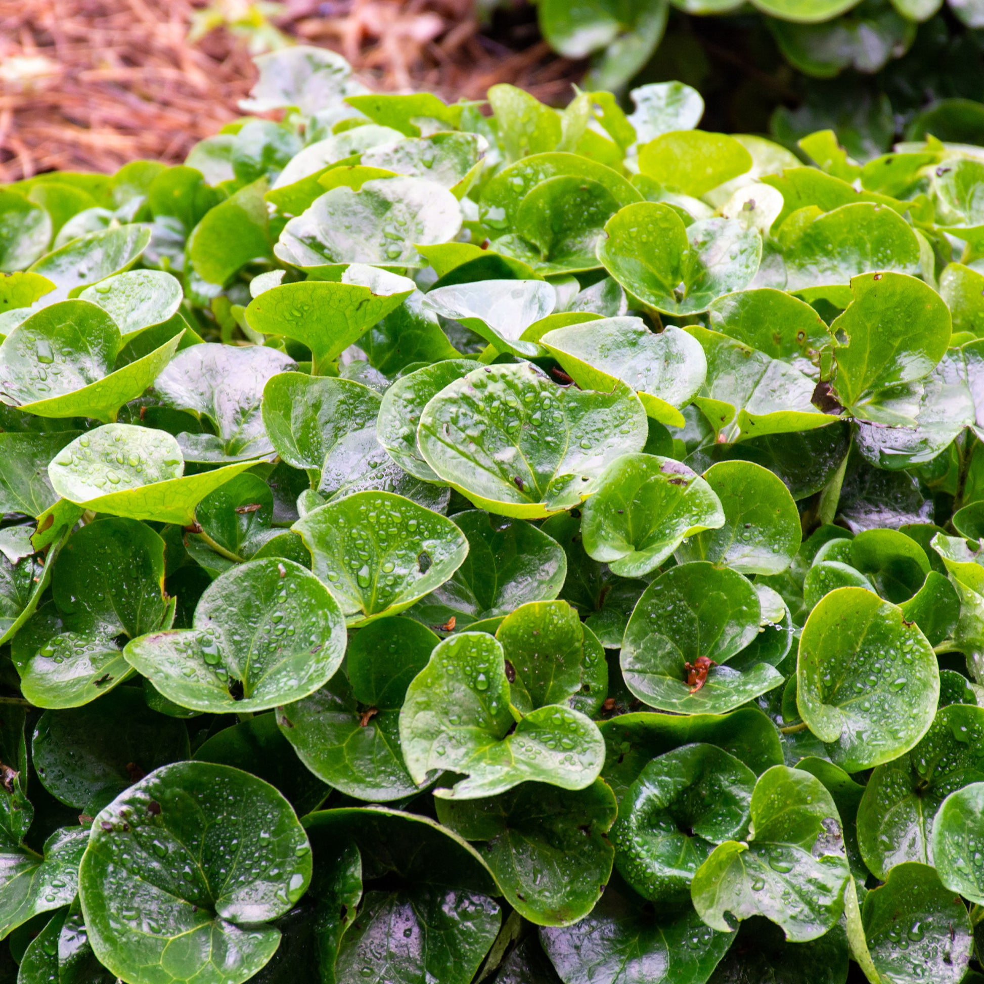 Asarum europaeum - Asaret d'Europe - Plantes vivaces