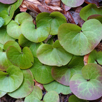 Plantes vivaces - Asaret d'Europe - Asarum europaeum