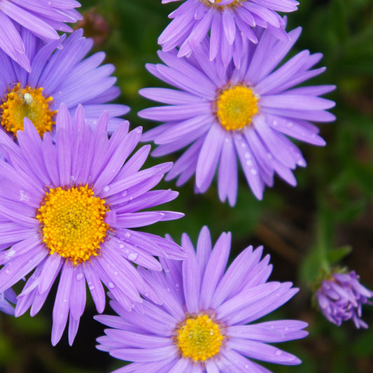 3 Asters des Alpes Dunkle Schöne