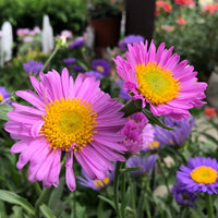 Aster  des Alpes Happy End - Bakker