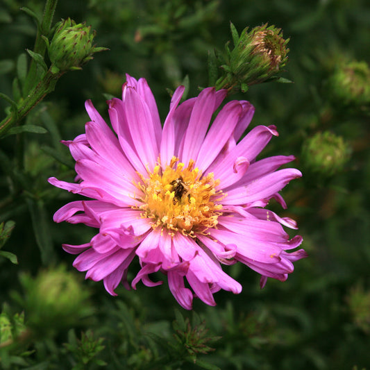 3 Asters nain Herbstgruss vom Bresrhof