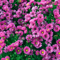 Aster dumosus jenny - Aster nain d'automne Jenny - Aster