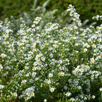 Aster ericoides Snowflurry - Aster  éricoïde Snowflurry - 