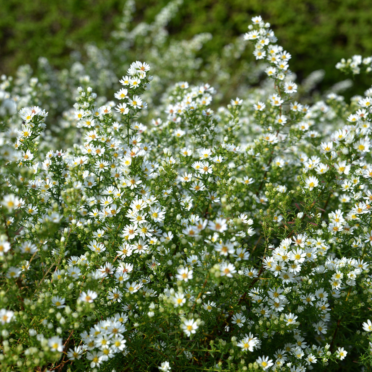 Aster ericoides Snowflurry - Aster  éricoïde Snowflurry - Aster