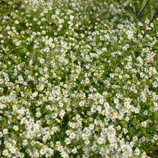 3 Astères éricoïdes Snowflurry