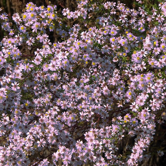 3 Asters Pink Star - Bakker