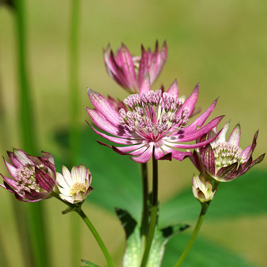Grande astrance Primadonna - Bakker