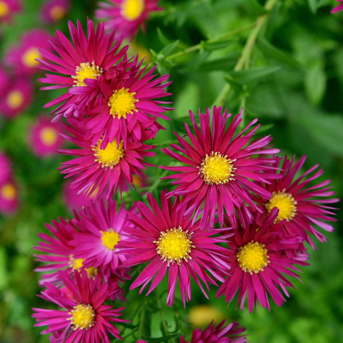 Aster  grands d'automne Crimson Brocade - Bakker