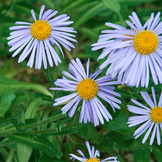 Aster de printemps Wartburgstern - Bakker