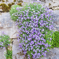 Aubriète Cascade Blue - Aubrieta Cascade Blue - Bakker