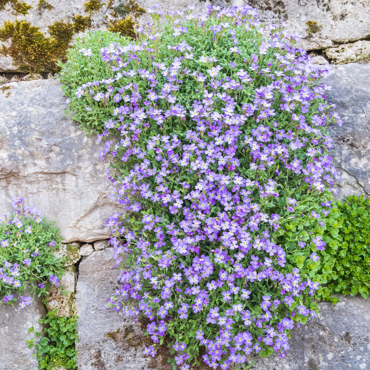 Aubriète Cascade Blue - Aubrieta Cascade Blue - Bakker