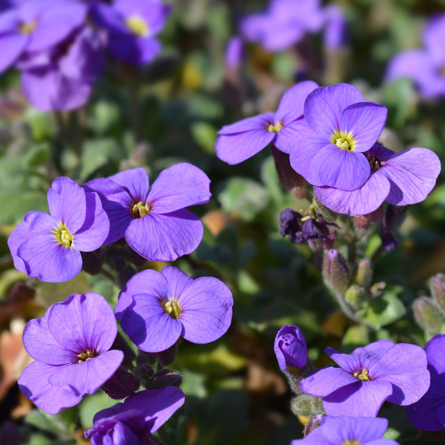 Aubriètes