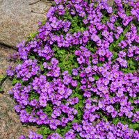 Aubriètes - Aubriète Hamburger Stadtpark - Aubrieta Hamburger Stadtpark