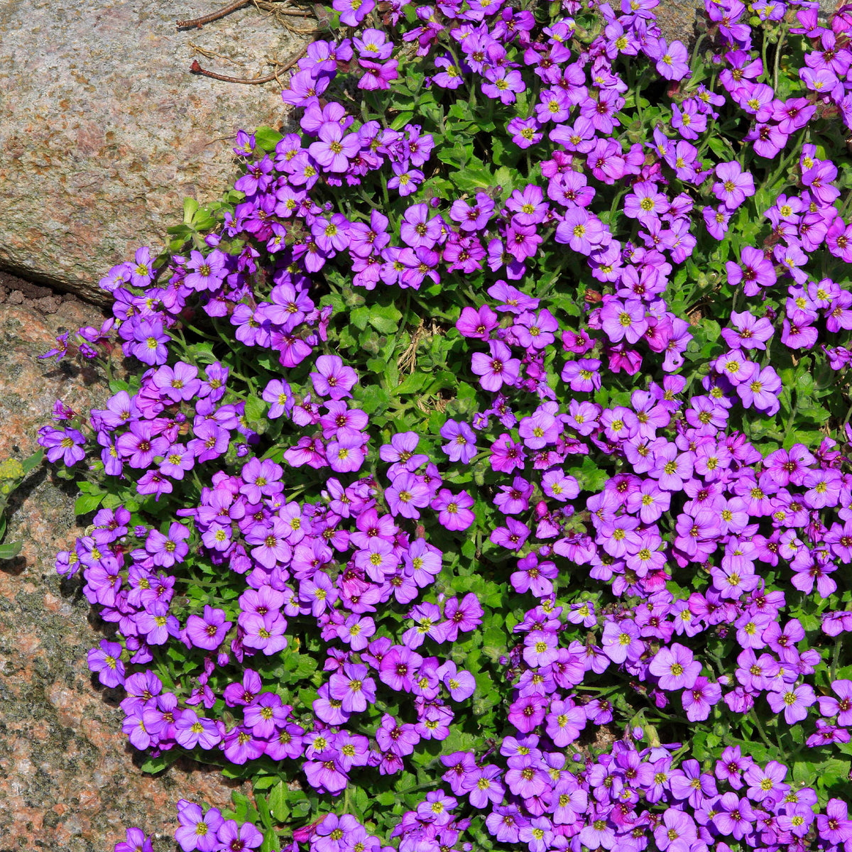 Aubriètes - Aubriète Hamburger Stadtpark - Aubrieta Hamburger Stadtpark