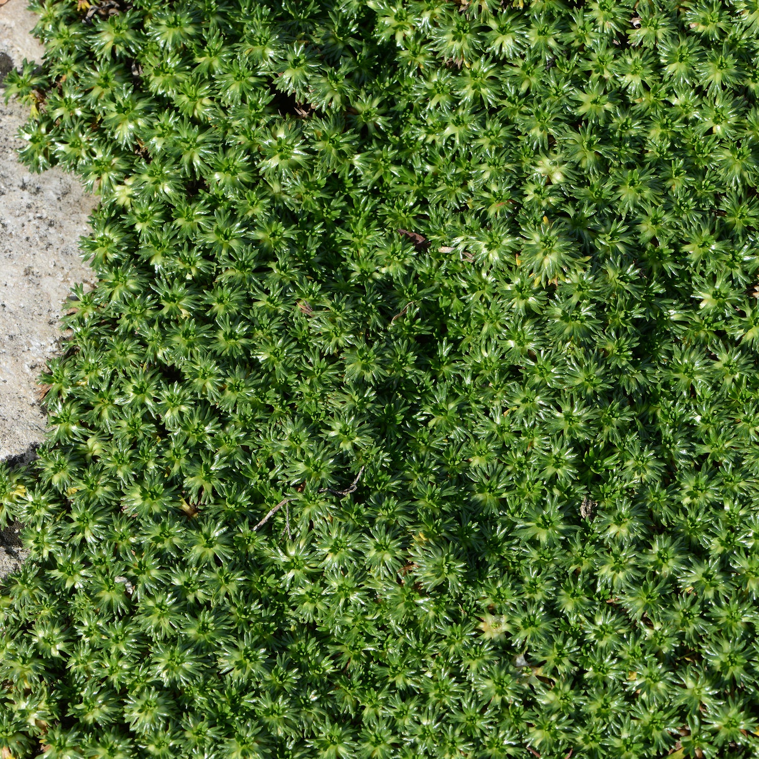 Azorella - Azorelle