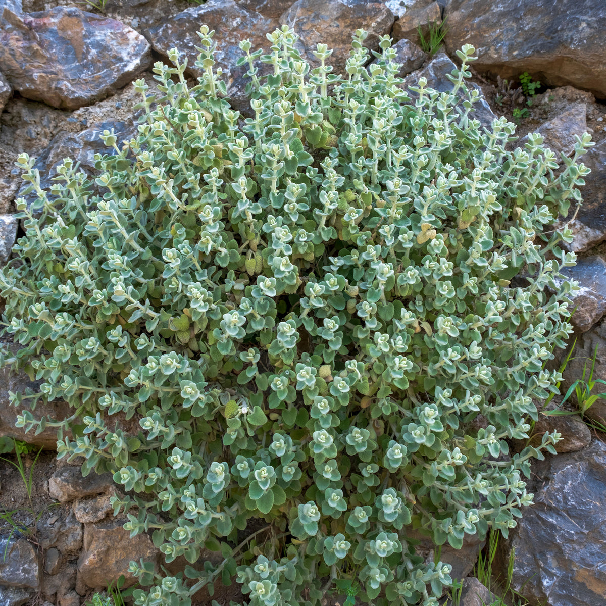 Vente Ballote pseudodictame - Plantes vivaces