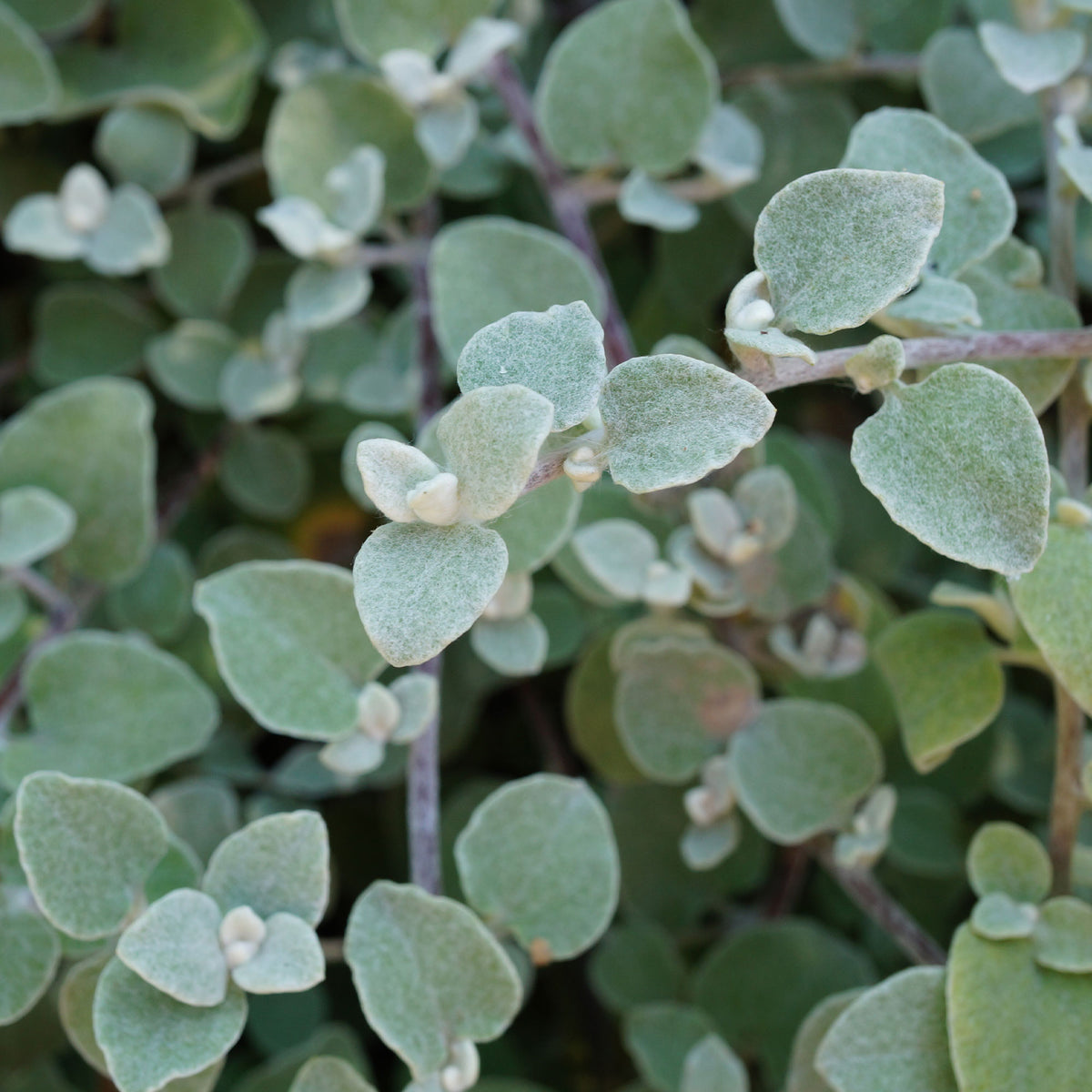 Ballote pseudodictame - Plantes vivaces - Bakker